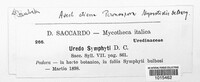 Pucciniastrum symphyti image